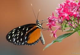 Papillon de profil