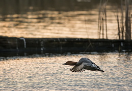 Vole en rase motte au dessus de l'étang