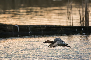 Vole en rase motte au dessus de l'étang