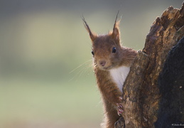 Portrait d'écureuil