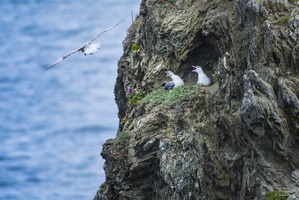 Fulmars boréal au nid