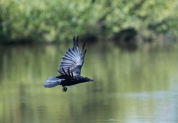 Corbeau freux en vol
