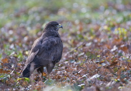 Buse variable 1