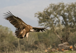 Atterissage du vautour fauve