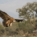 Atterissage du vautour fauve.jpg