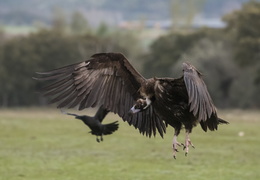 Atterrissage du vautour fauve
