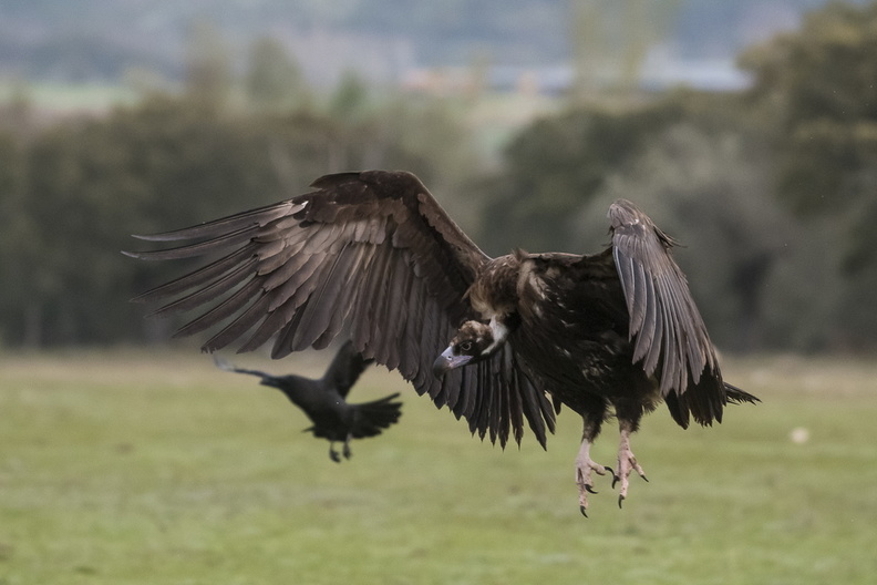Atterrissage du vautour fauve.jpg