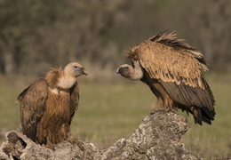 Couple de vautour fauve