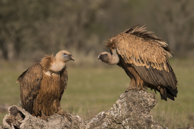 Couple de vautour fauve.jpg