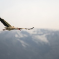 Cigogne blanche en vol.jpg