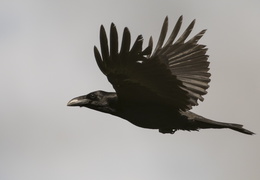 Grand corbeau en vol 1