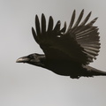 Grand corbeau en vol 1.jpg