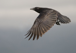 grand corbeau en vol 2