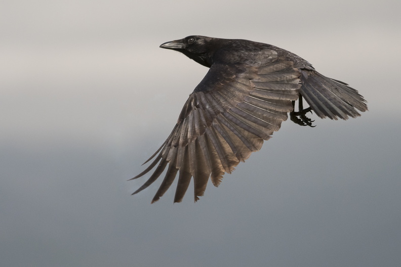 grand corbeau en vol 2.jpg
