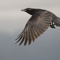 grand corbeau en vol 2.jpg