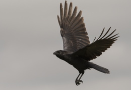 grand corbeau en vol 3