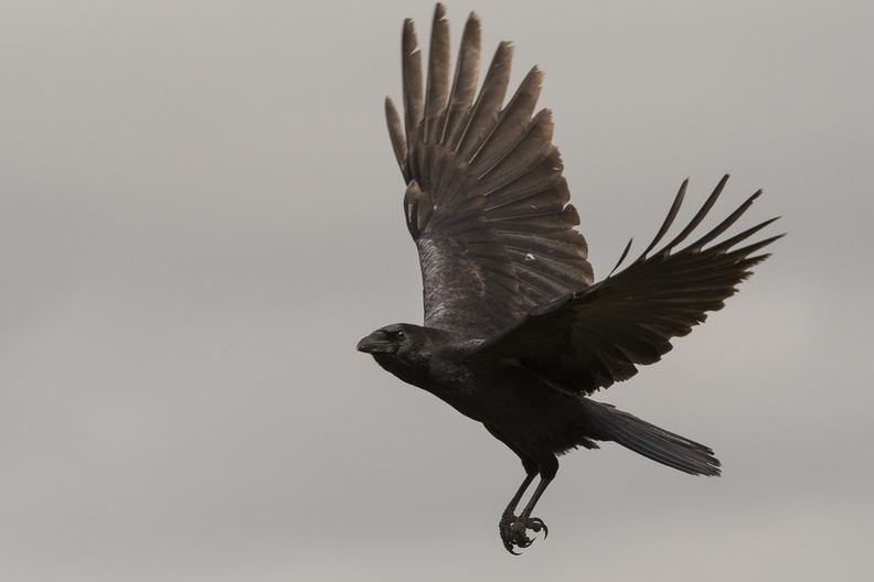 grand corbeau en vol 3.jpg