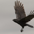 grand corbeau en vol 3.jpg
