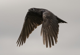 grand corbeau en vol 4