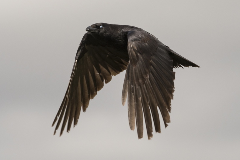 grand corbeau en vol 4.jpg