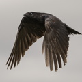 grand corbeau en vol 4.jpg