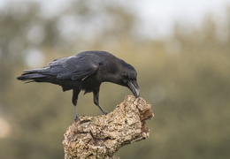 Maître corbeau sur son arbre...