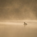 Silhouette de castagneux dans la brume.jpg