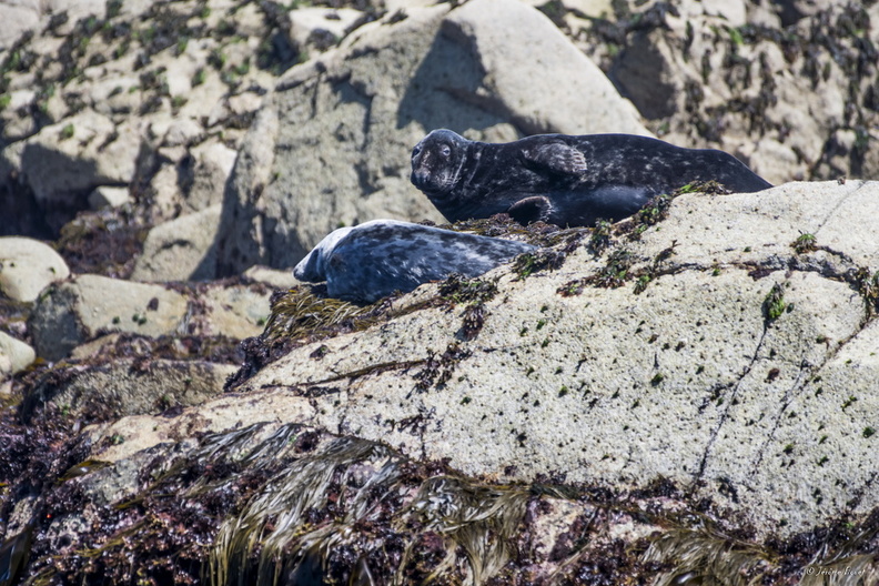 Famille de phoques gris.jpg