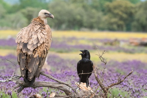 Discussion entre grand corbeau et vautour fauve