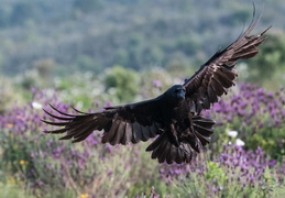 Grand corbeau atterrissant dans la lavande