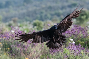 Grand corbeau atterrissant dans la lavande