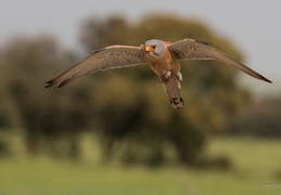 Faucon crécerellette mâle avec un campagnol 