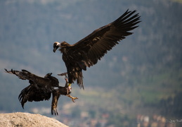 L'attaque de l'aigle Royal sur un vautour moine