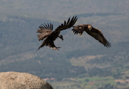 Aigle Royal vs vautour moine 3