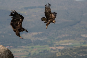 Aigle Royal vs vautour moine 2