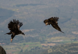  Aigle Royal vs vautour moine