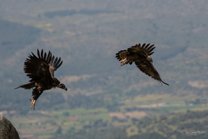  Aigle Royal vs vautour moine