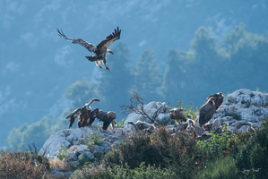 Le rocher des vautours a Rougon