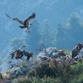 Le rocher des vautours a Rougon.jpg
