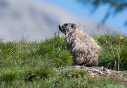 Marmotte au bord de son terrier
