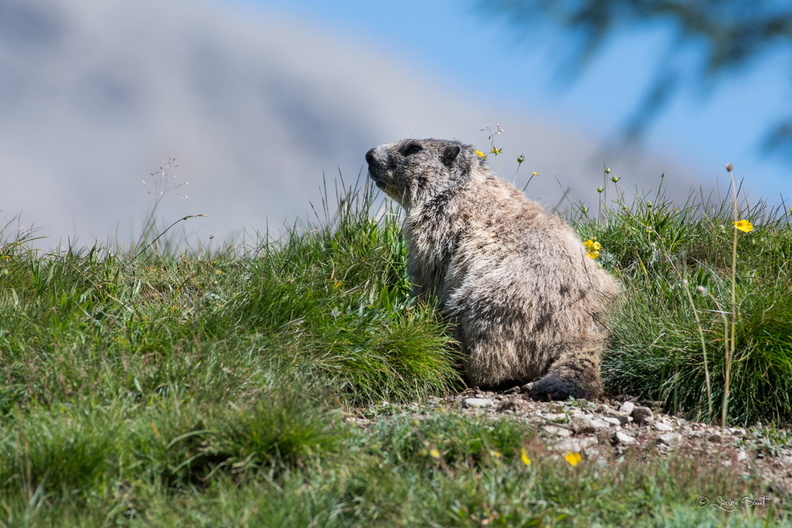 Marmotte au bord de son terrier.jpg
