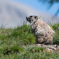 Marmotte au bord de son terrier.jpg