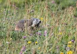 Marmotte dans un pré fleuri