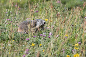 Marmotte dans un pré fleuri