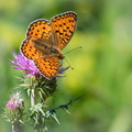 Papillon Le Chiffre (Argynnis niobe).jpg