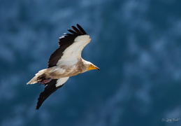 vautour percnoptère bagué des gorge du verdon