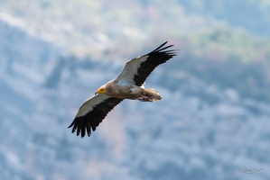vautour percnoptère du verdon
