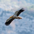 vautour percnoptère du verdon.jpg
