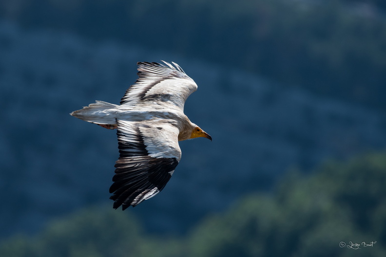 vautour percnoptère.jpg