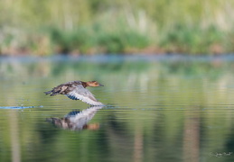 Vol en rase-motte au dessus de l'étang